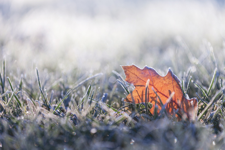 frosty leaf
